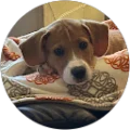 Rhonda Hollifield Avatar